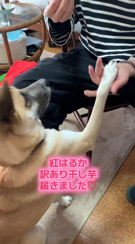 飼い主の手に右前足を乗せる犬