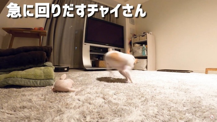 まわる犬の後姿