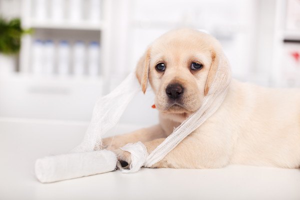 包帯を巻かれた子犬