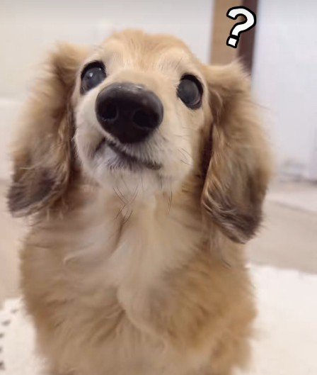 「いちごはどこに行ったの?」