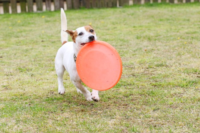 フリスビーを咥えて走る犬