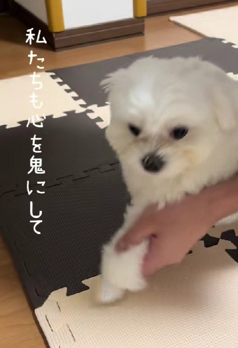 心を鬼にして…