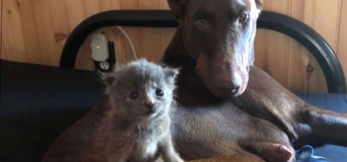 ベッドの上にドーベルマンと子猫