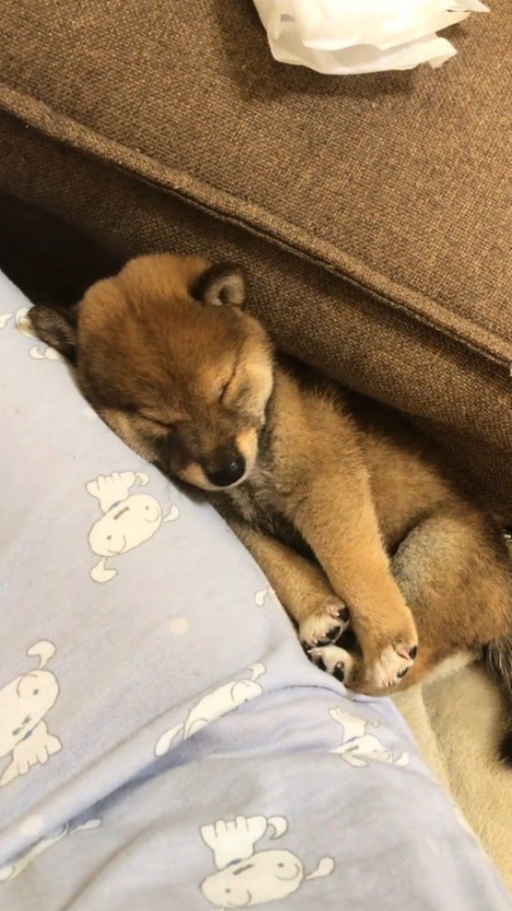 布団の隙間に挟まって眠る子犬