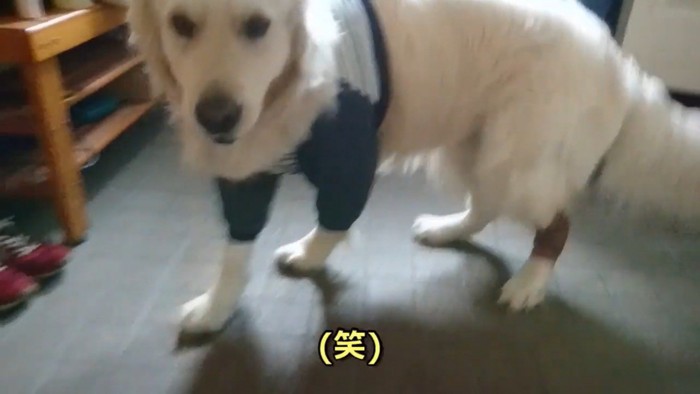 ギンちゃんの表情の変化6