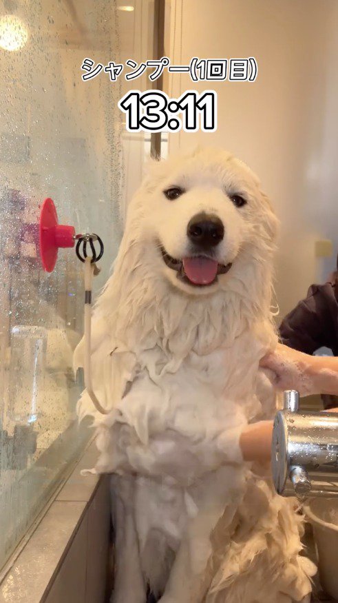 シャンプーされて笑顔の犬