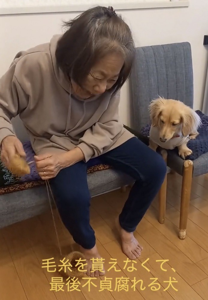 おばあちゃんの手元を見つめる犬