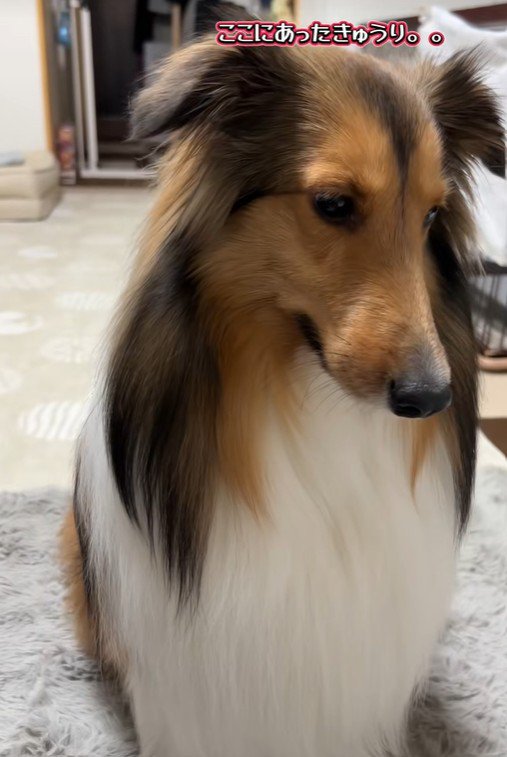 「どうしよう…」と考え中