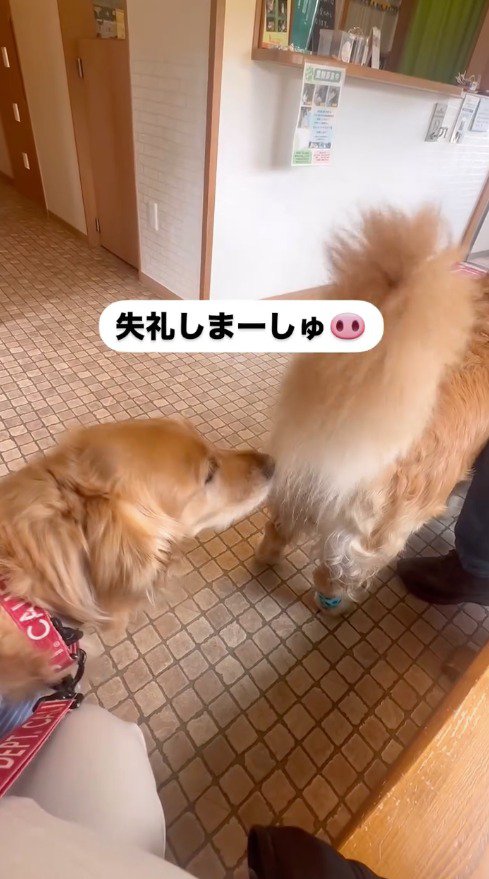 犬のお尻のにおいを嗅ぐ犬
