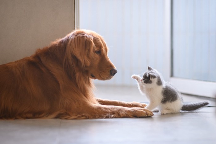 子猫とゴールデンレトリーバー