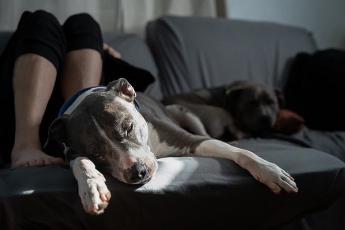 リラックスする老犬