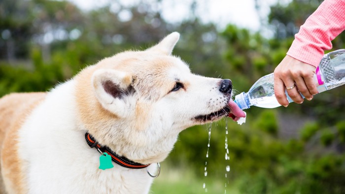 水を飲む