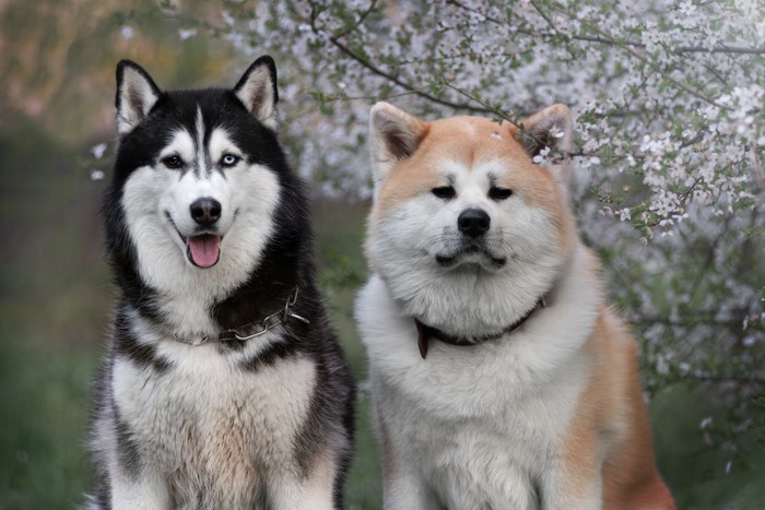 並んで座っているシベリアンハスキーと秋田犬