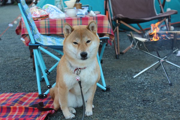 キャンプに参加している柴犬