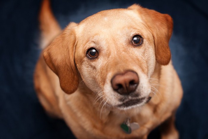 不安そうに見上げる犬