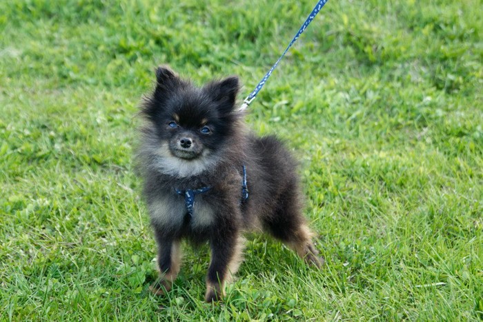 ハーネスを付けた小型犬