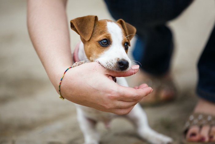 人の手を噛む子犬