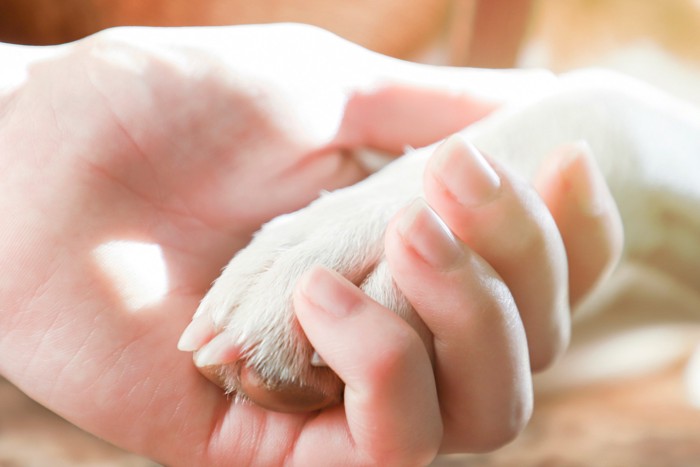 手をつないでいる人と犬のアップ