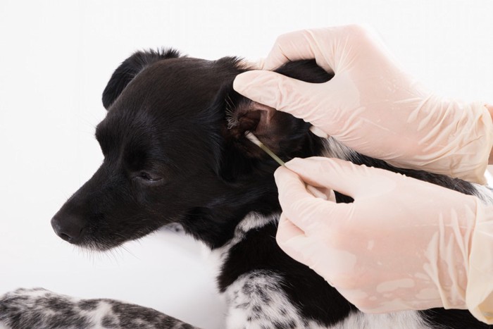 耳掃除をされる犬