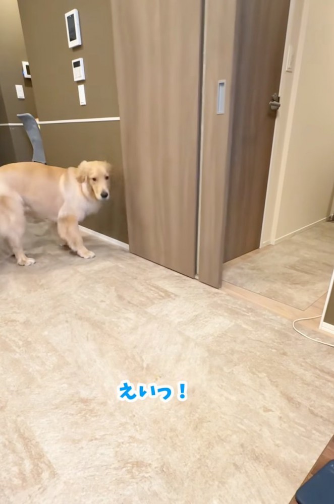 ドアを閉める大型犬