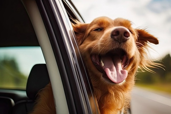 車から顔を出して楽しそうな犬