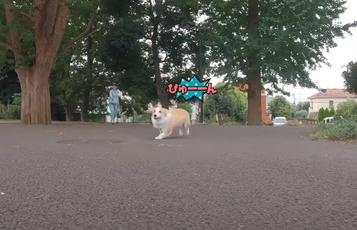 アスファルトの上を走る犬