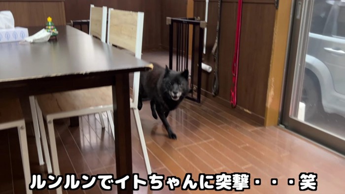 甲斐犬の一休さん