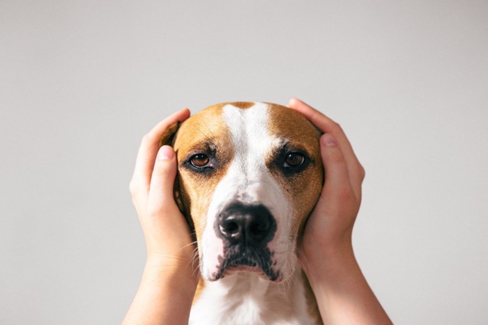 両手で顔を包まれる犬