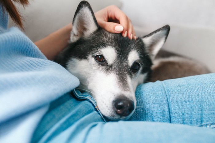 飼い主の膝にあごを乗せて甘える犬