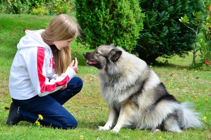 座って飼い主の顔を見つめている犬