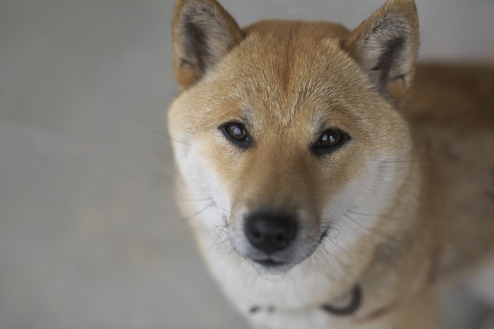 カメラを見つめる柴犬