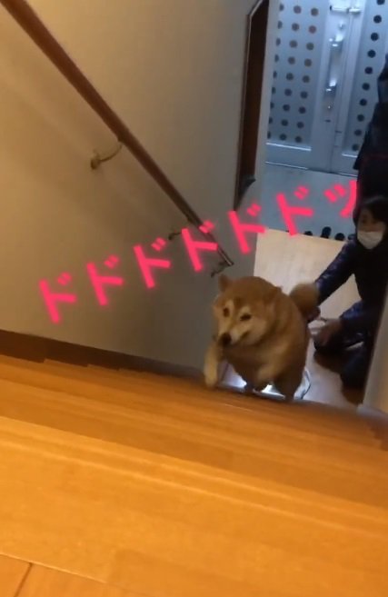 階段を駆け上がる福くん
