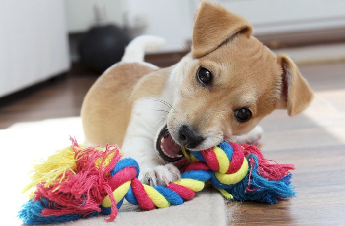 おもちゃをかじっている犬