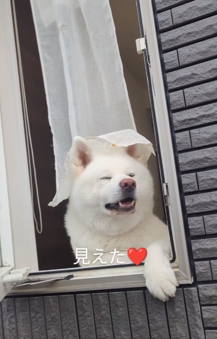 目を細めた笑顔のこゆきちゃん