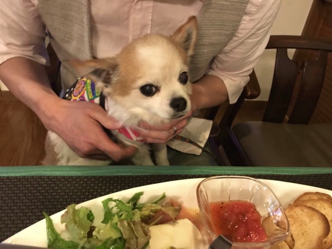 犬と料理