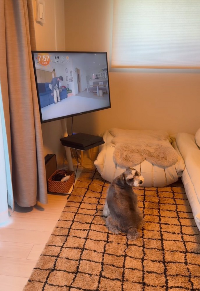 振り向く犬