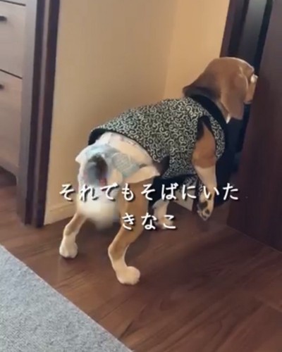 部屋をのぞく犬