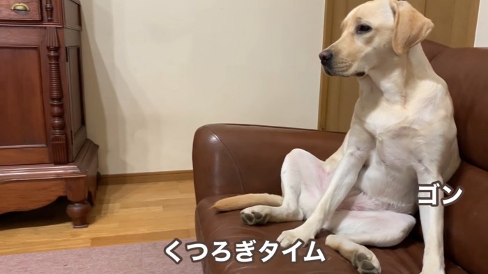 犬に似てますね、この人