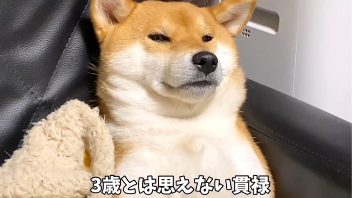 眠たそうな犬