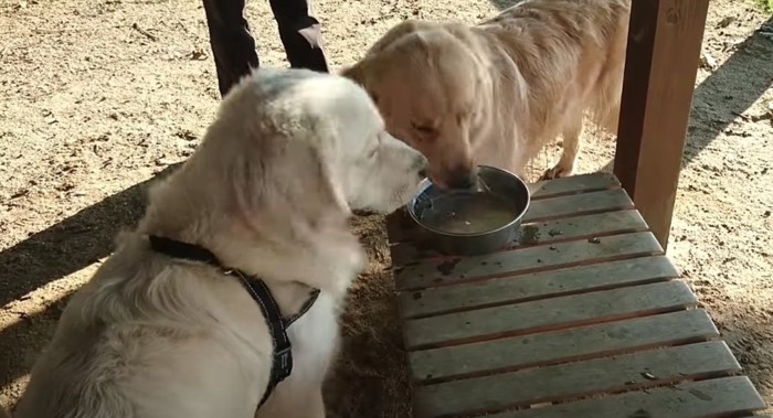 お水を飲むお友だち