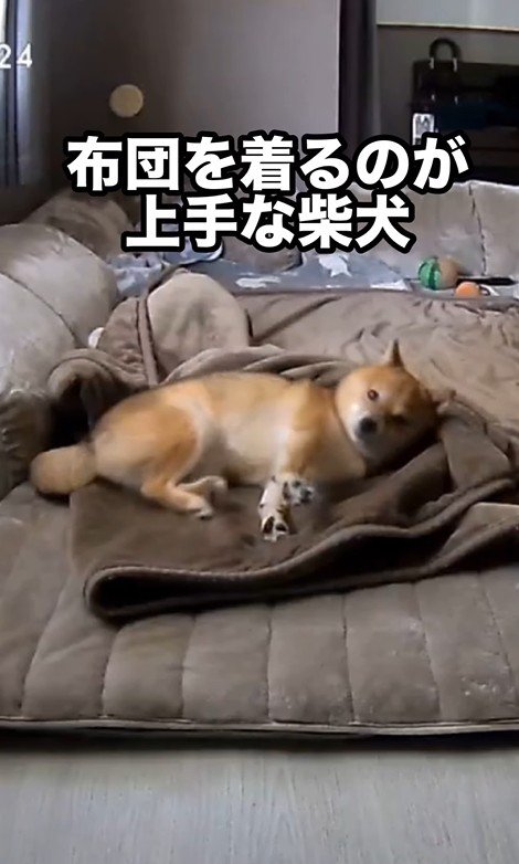 毛布に包まるころ君2