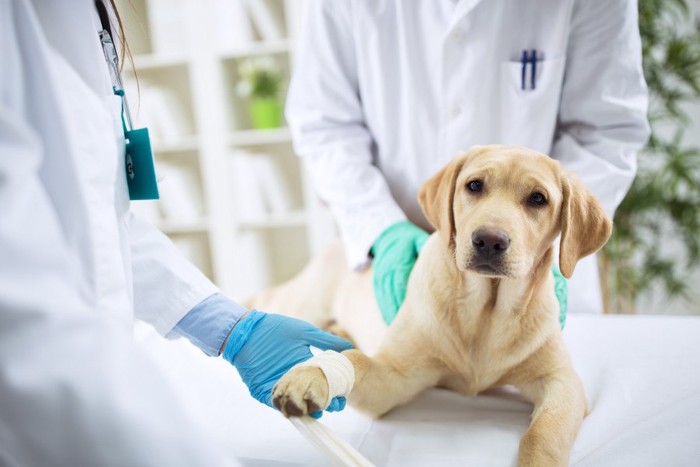 治療中の犬