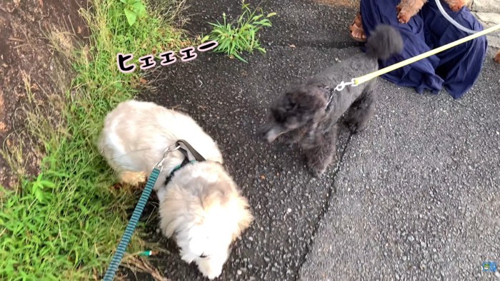 やっぱり逃げてしまいました