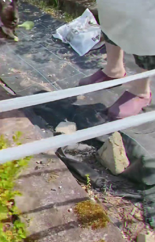 ジブリの世界のよう