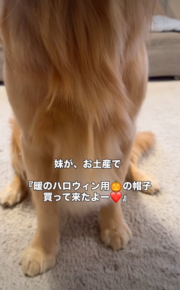 犬の胴体