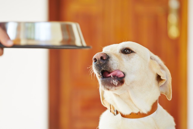 ご飯を急かしている犬