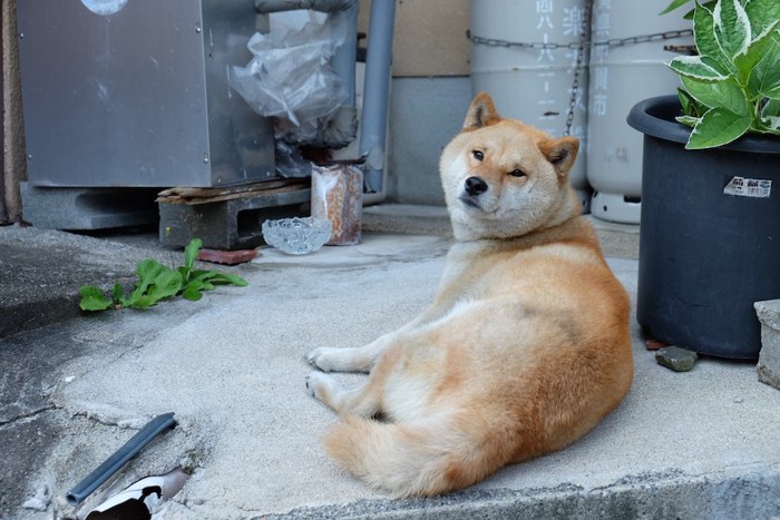 屋外で寝そべる柴犬