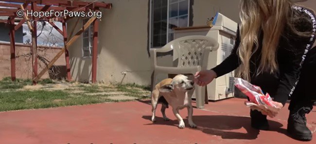 手から食べ物を受け取る犬