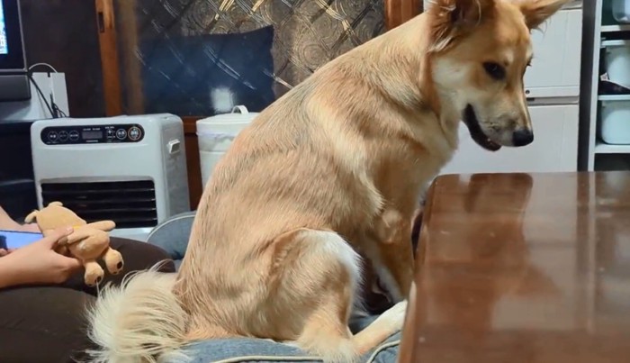 元野犬の子犬もっぴーちゃん