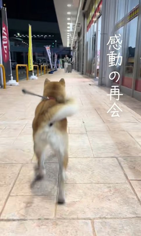 別アングルの柴犬